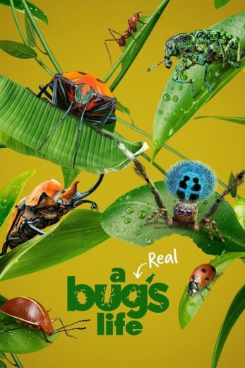 مسلسل A Real Bug’s Life الموسم الاول الحلقة 5 الاخيرة مترجمة