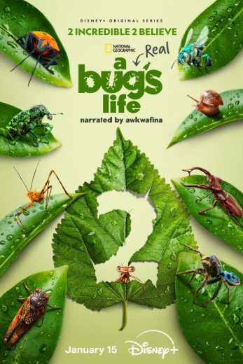 مسلسل A Real Bug’s Life الموسم الثاني الحلقة 4 مترجمة